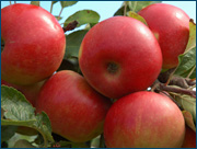 Multichannel marketing yields more fruit