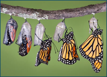 Transformation from cocoon to butterfly