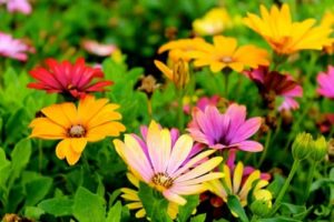 Affiliate program as a garden