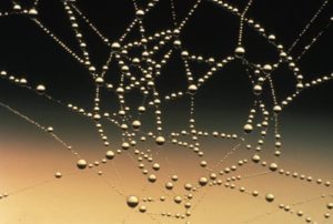 Affiliate tracking